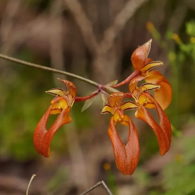 Bulbophyllum longibrachiatum