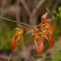 Bulbophyllum longibrachiatum