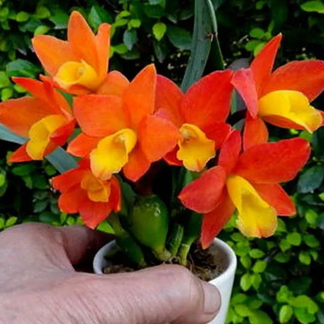 Potinara CT Goldenorange 'Golden Boy' (Potinara)