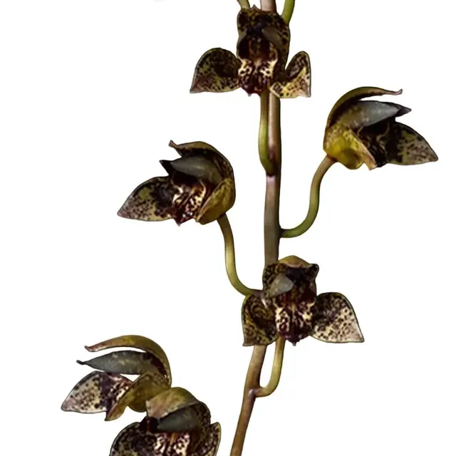 Grammatophyllum 'Grammothecopus Radziah Jelita #1'