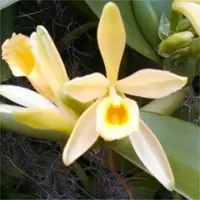 Vanilla Orchid Plant Starter - Madagascar Vanilla Bean - Vanilla planifolia - Grow Your Own Fresh Vanilla Pods