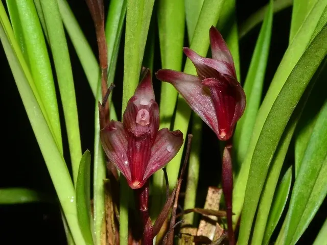 Maxillaria argyrophylla (Maxillaria)