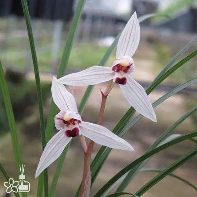 Cymbidium tortisepalum 'XUE-LI-HONG'