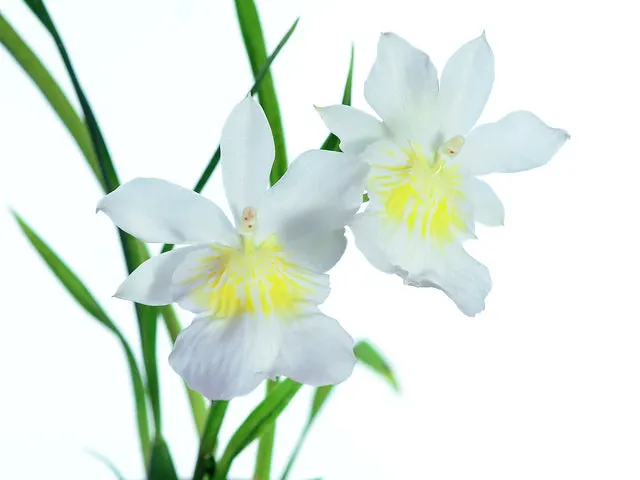 Miltoniopsis phalaenopsis f alba (Miltoniopsis)