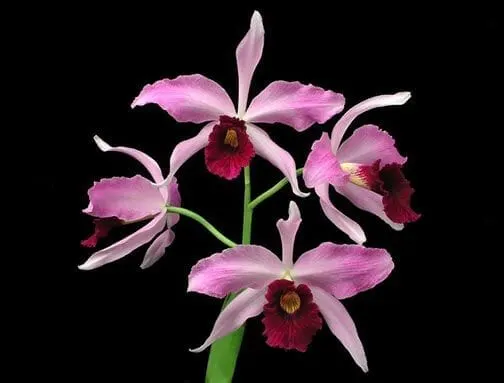 Cattleya purpurata var flammea