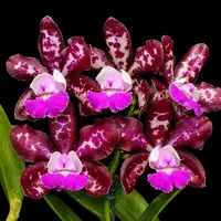 Cattleya Royal Cognac 'Wilson' - flori parfumate