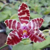 Phalaenopsis mariae X Phal. amboinensis