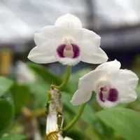 Dendrobium parishii Semi Alba