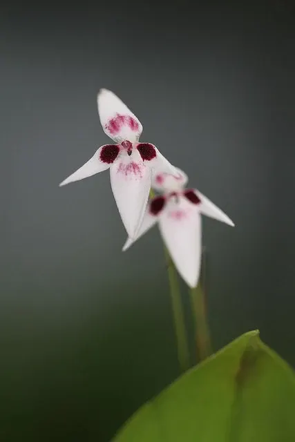 Pleurothallis viduata