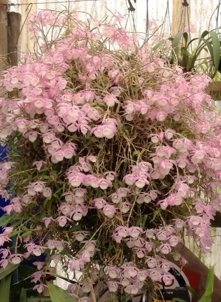Dendrobium Bohemian Rhapsody (Dendrobium)