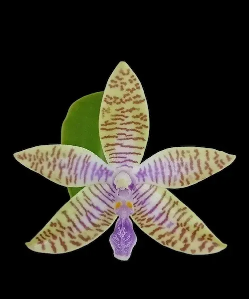 Phalaenopsis lueddemanniana coerulea x sib