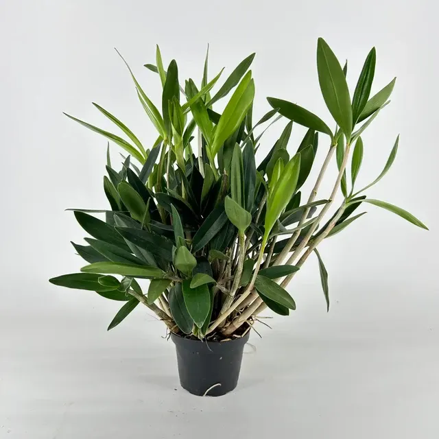Dendrobium Delicatum