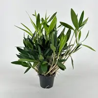 Dendrobium delicatum