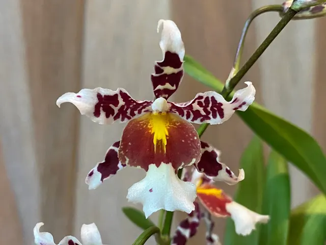 Odontocidium Rex’s Luck 'Firefly'