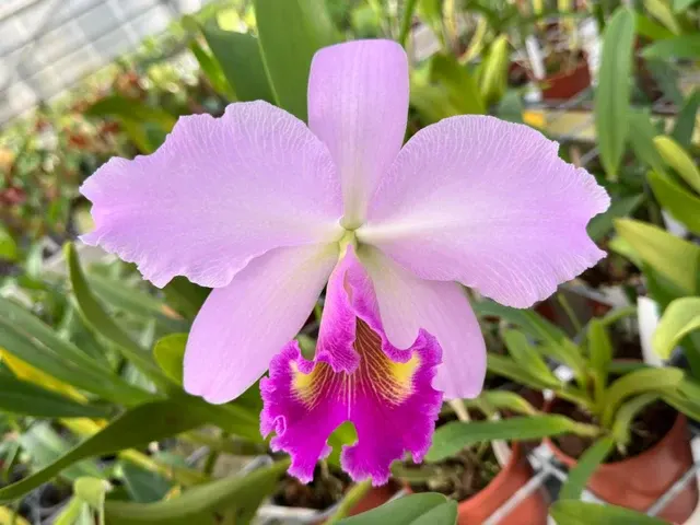 Rhyncholaeliocattleya Leonie Portilla (Rhyncholaeliocattleya)