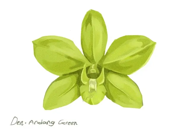 Dendrobium Aridang 'Green' (Dendrobium)