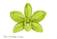 Dendrobium Aridang Green