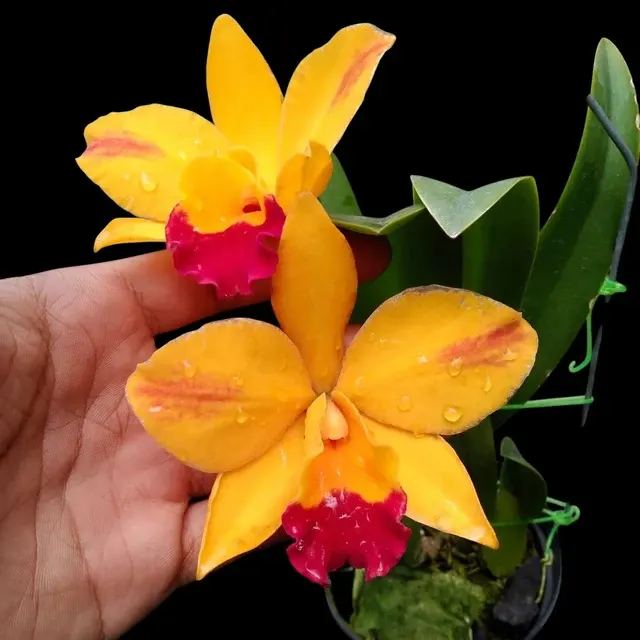 Rhyncholaeliocattleya Hsinying Sunbeam - Flori Parfumate 'Juliets' (Rhyncholaeliocattleya)
