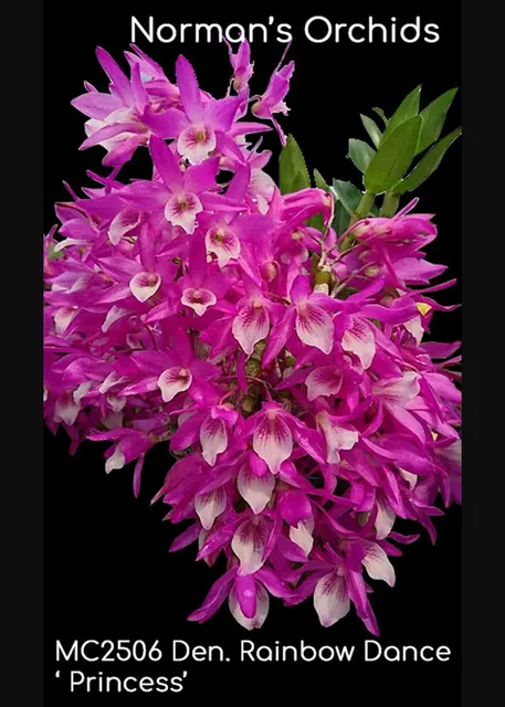 Dendrobium Rainbow Dance 'Princess Note: Compact , New Release' (Dendrobium)