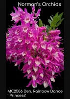 Den. Rainbow Dance 'Princess Note: Compact , New Release ' (Kunenai x unicum)