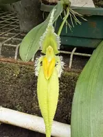 Bulbophyllum fascinator fma flava (album)