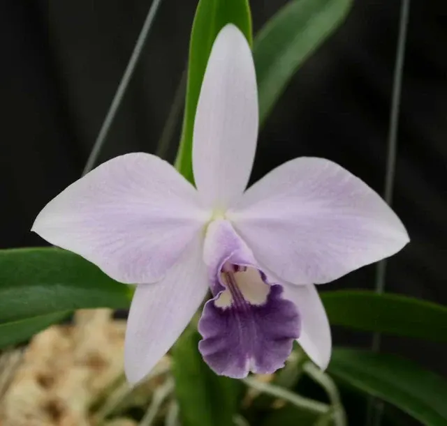Cattleya Mini Symphony 'Elfin Blue' (Cattleya)