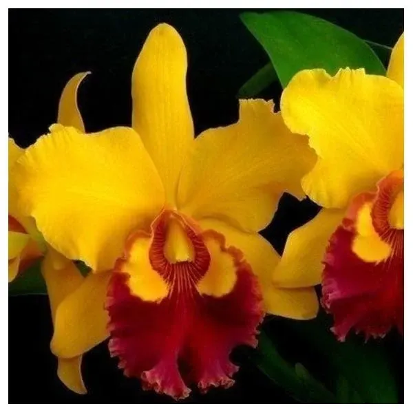 Cattleya Chunyeah Moon Beauty