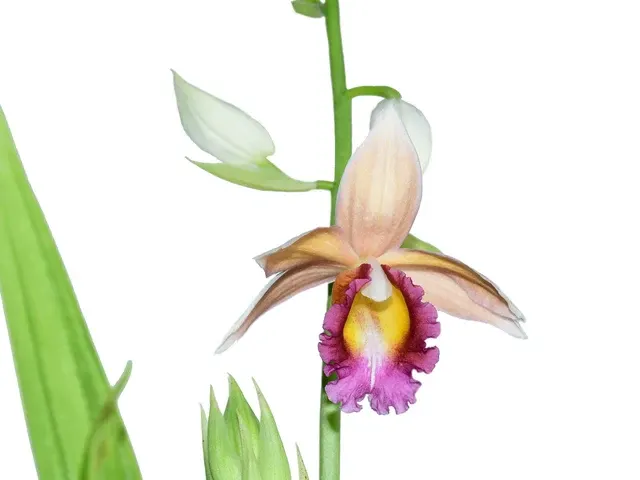 PHAIUS WALLICHII (Phaius)