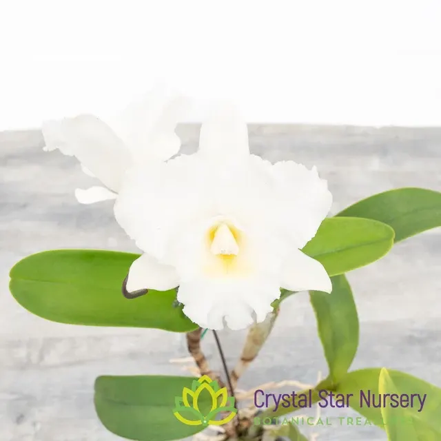 Brassolaeliocattleya Burdekin Wonder 'Lake Land' (Brassolaeliocattleya)