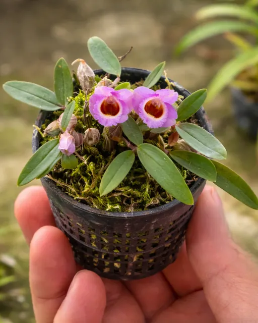 Dendrobium fuscifaucium (Dendrobium)