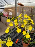 Onc. Lemon Heart — Not Currently In Bloom or Spike