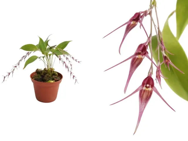 Pleurothallis tomtroutmanii
