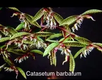 Catasetum Barbatum Orchid - Rare Live Imported Plant - Bare Root - Blooming Size - Exotic Brazilian Species
