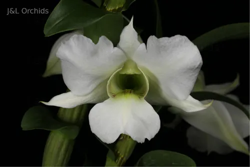 Dendrobium schuetzei