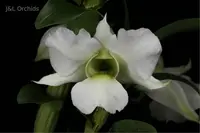 Dendrobium schuetzei