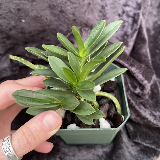 Neofinetia falcata 'Garnet' (Neofinetia)