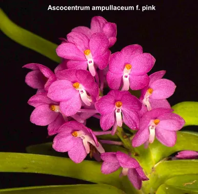 Ascocentrum ampullaceum pink (Ascocentrum)