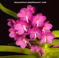 Ascocentrum ampullaceum pink | SapphireChild Orchids