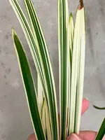 Cymbidium ensifolium Bai Ma Wang Zi | White Stripe Variegation | SapphireChild Orchids