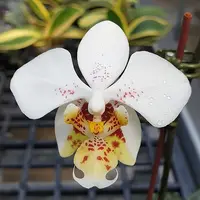 [Bare-root] #PA# Phal. stuartiana 'Sogo' HCC/AOS 斯塔基 "Sogo" [2.4" BS][Sept in stock 26]