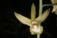 Eulophia andamanensis