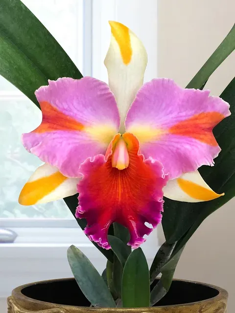 Rhyncholaeliocattleya Orchid Amazing Thailand ‘Rainbow’