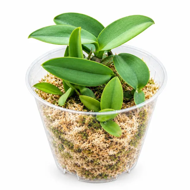 Cattleya cernua (Cattleya)