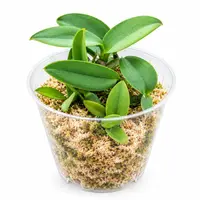 Cattleya cernua/Sophronitis cernua