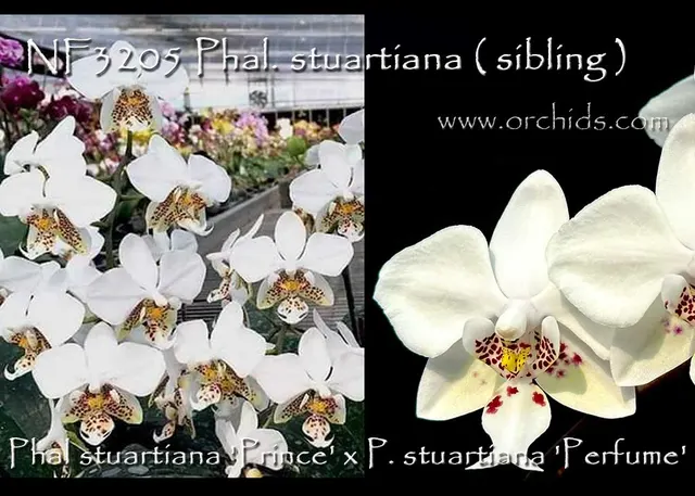 Phalaenopsis stuartiana 'Prince' (Phalaenopsis)