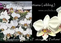 Phal. stuartiana ("Prince" x "Perfume" )