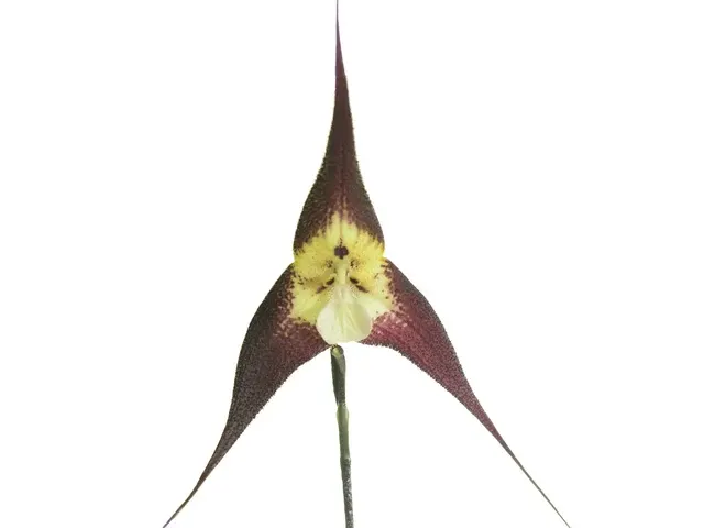 Dracula tubeana (Dracula)