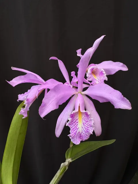 Cattleya maxima (Cattleya)