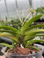 Neofinetia falcata ‘Yodo no Matsu’
