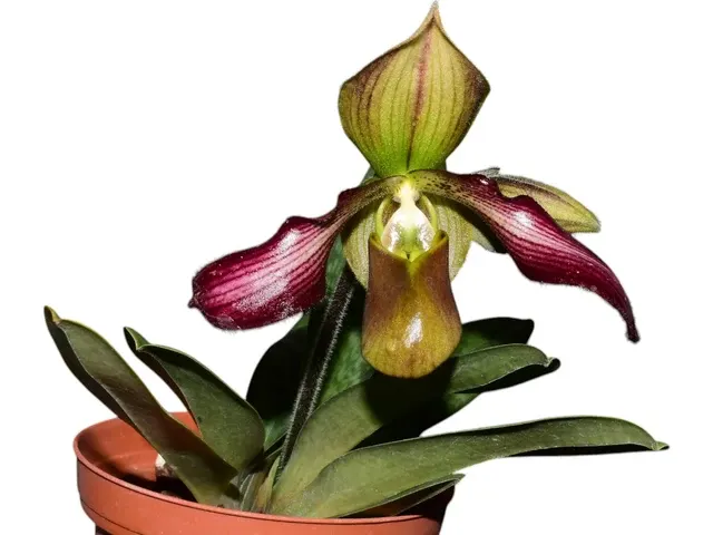 Paphiopedilum parishii x
